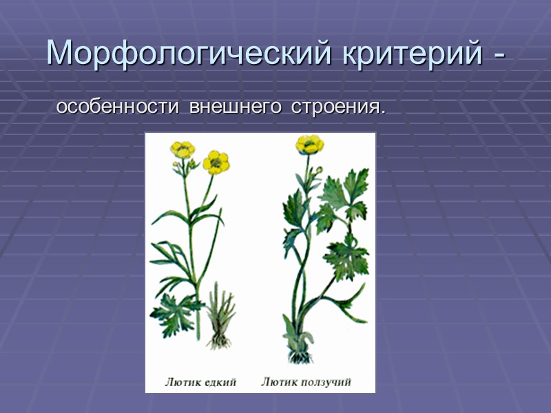 Морфологический критерий -     особенности внешнего строения.